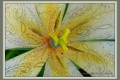 Paisley Tulip 800x