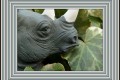 Shoot The Rhino resized