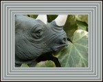 ♫ The Rhino & The Ivy ♫