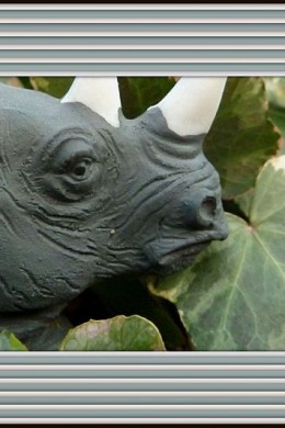 Shoot The Rhino resized