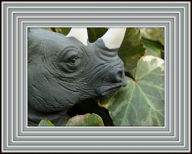 ♫ The Rhino & The Ivy ♫