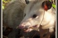 Mad Enough To Eat A Leaf