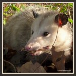 Possum (Didelphis virginiana)