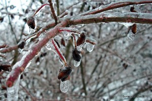 101_0418 Red Stems Burning Bush