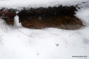 Log Puddle