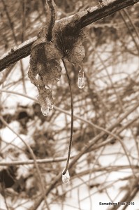 Drippy Leaves