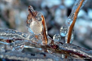 Netted Bubble