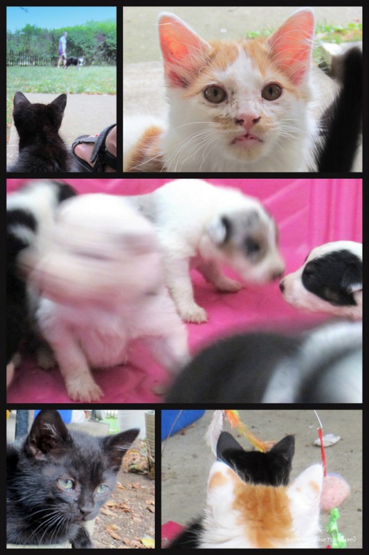 July 11½ Kittens Collage