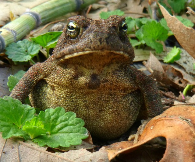 An American Toad (Bufo americanus)  Tale